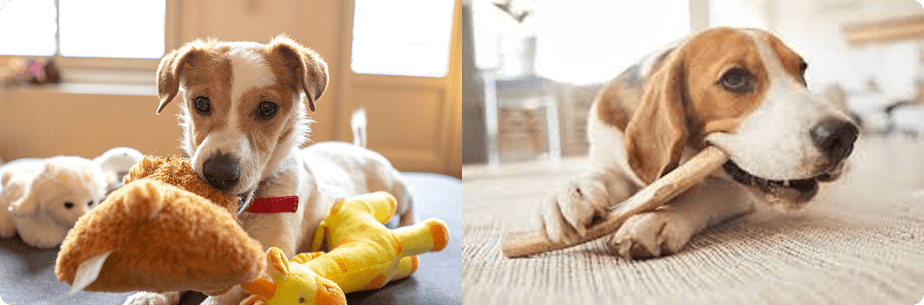 Chew Toys and Dental Chews