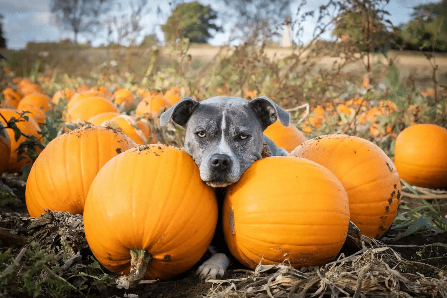 Feeding dogs pumpkin: Is pumpkin safe for dogs?