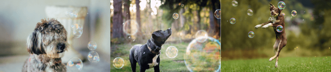 Dogs playing with bubbles