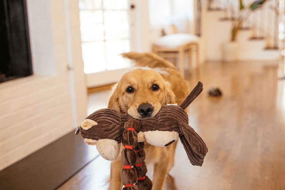 How to keep your dog busy on winter time