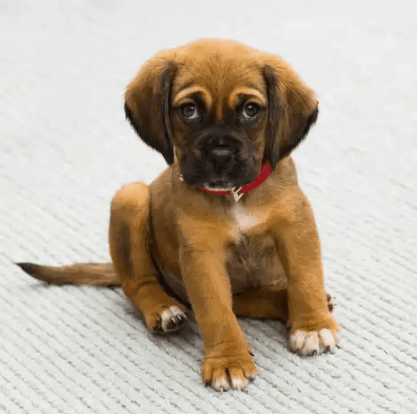 Why do dogs pee when excited and how to stop it