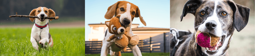 Dogs playing outdoors